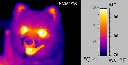 Soubor:Infrared dog.jpg